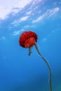 Red jellyfishÃÂ dancingÃÂ in the blue ocean water,ÃÂ compass jellyfish Royalty Free Stock Photo